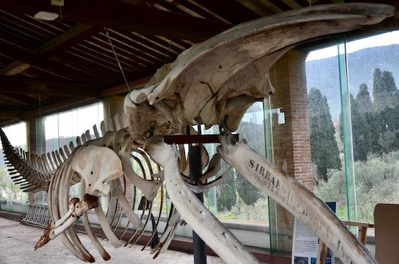 il museo di calci e gli scheletri dei cetacei