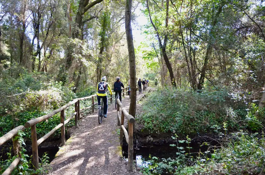 Durch die Pinienwälder von Viareggio mit dem E-Bike Route 2 der E-Bike-Tour: der Pinienwald bei Viareggio in Richtung Torre del Lago